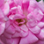 Rosa - Rosas lianas (rambler) - Superb Dorothy